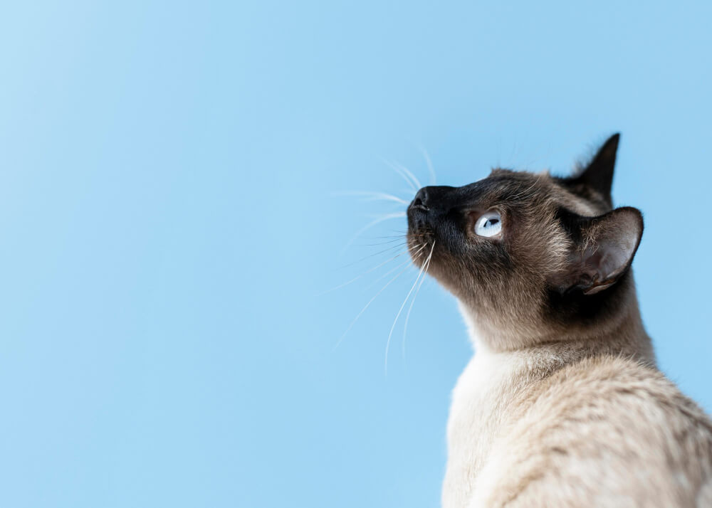 Gato siamés