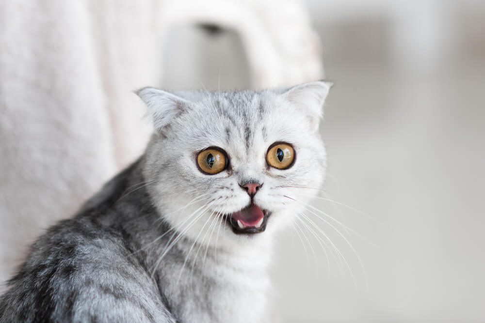 Gato estresado
