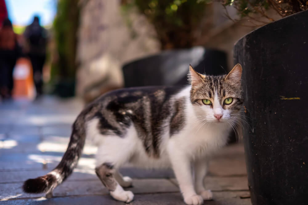 Gatito