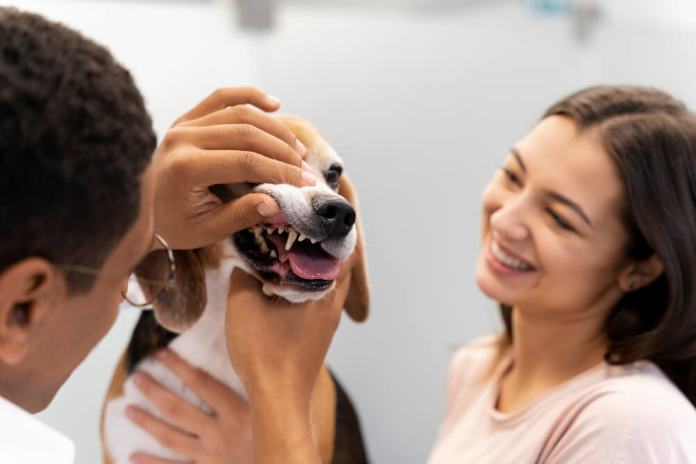 Perro veterinario dientes