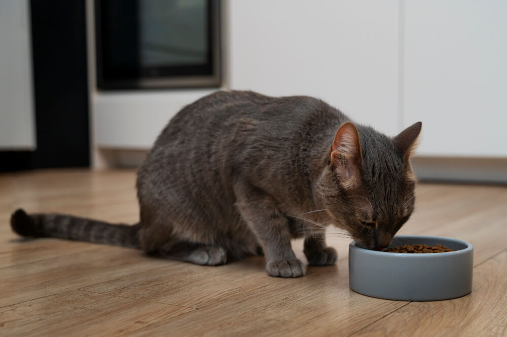 gato comiendo pienso