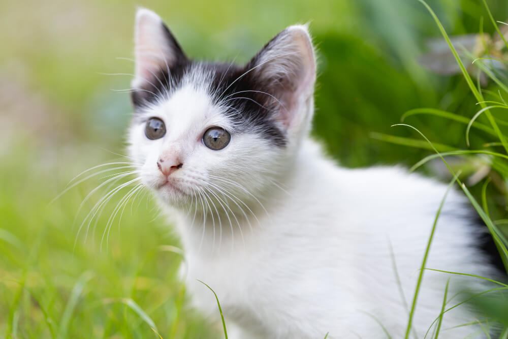 Gatito abandonado