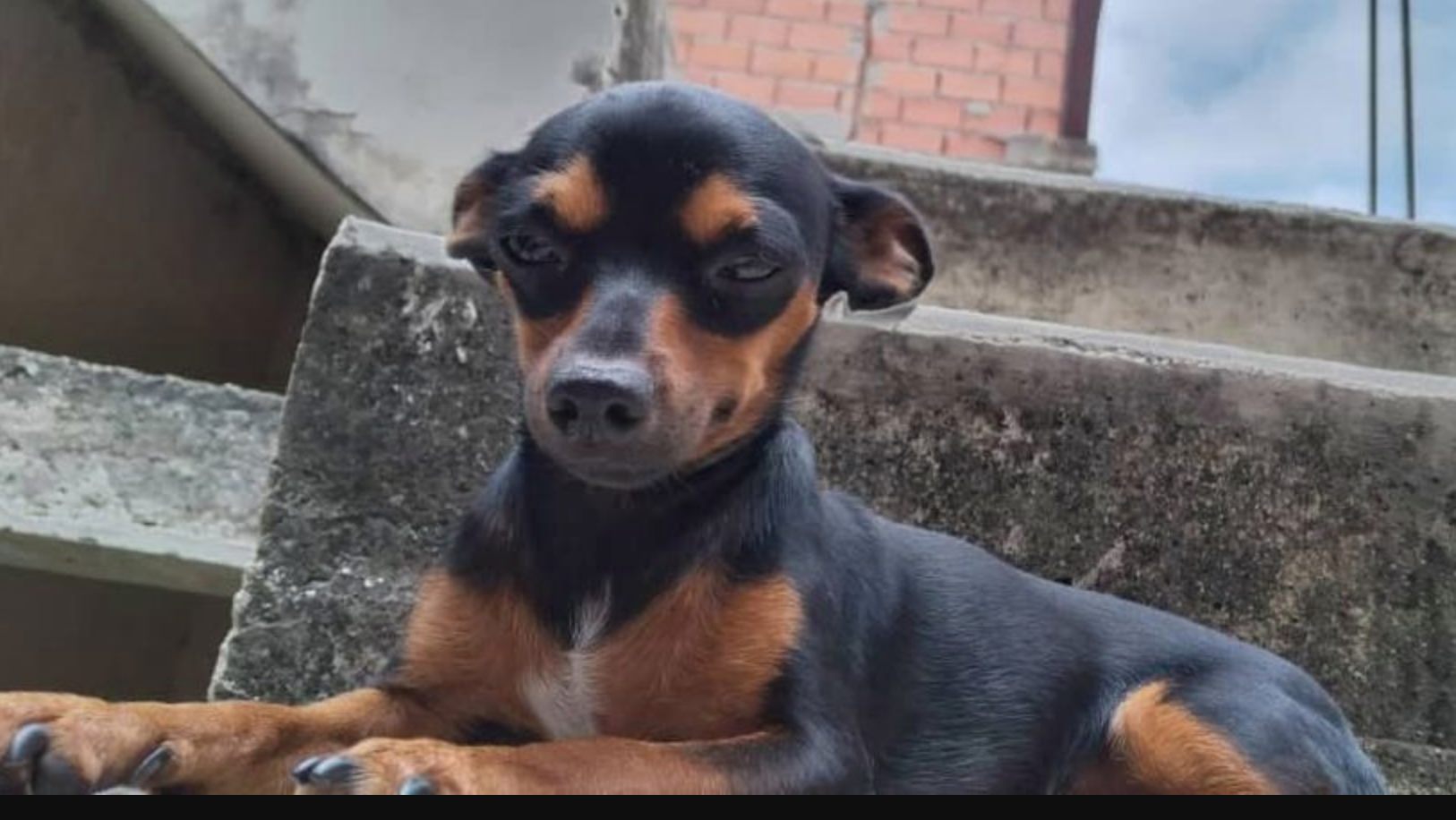 Trini,  Negro