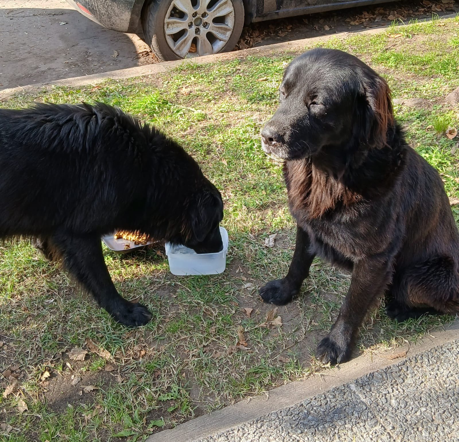 Perro,  Negro