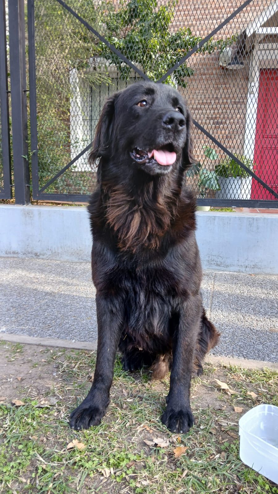 Perro,  Negro