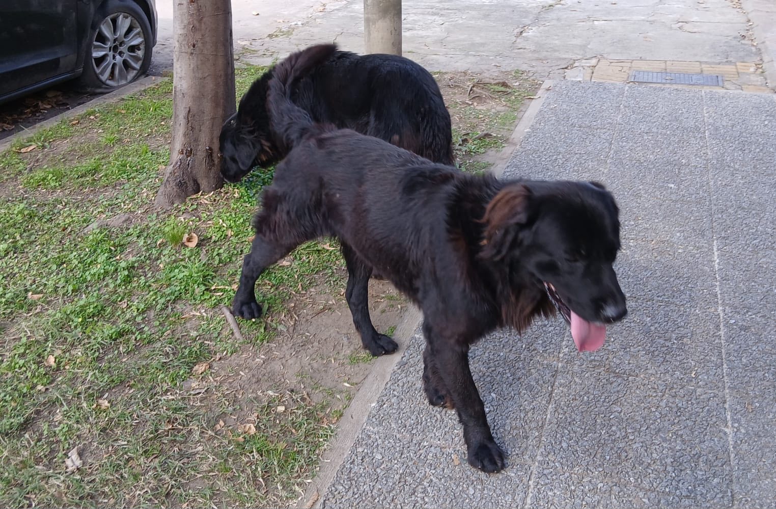 Perro,  Negro