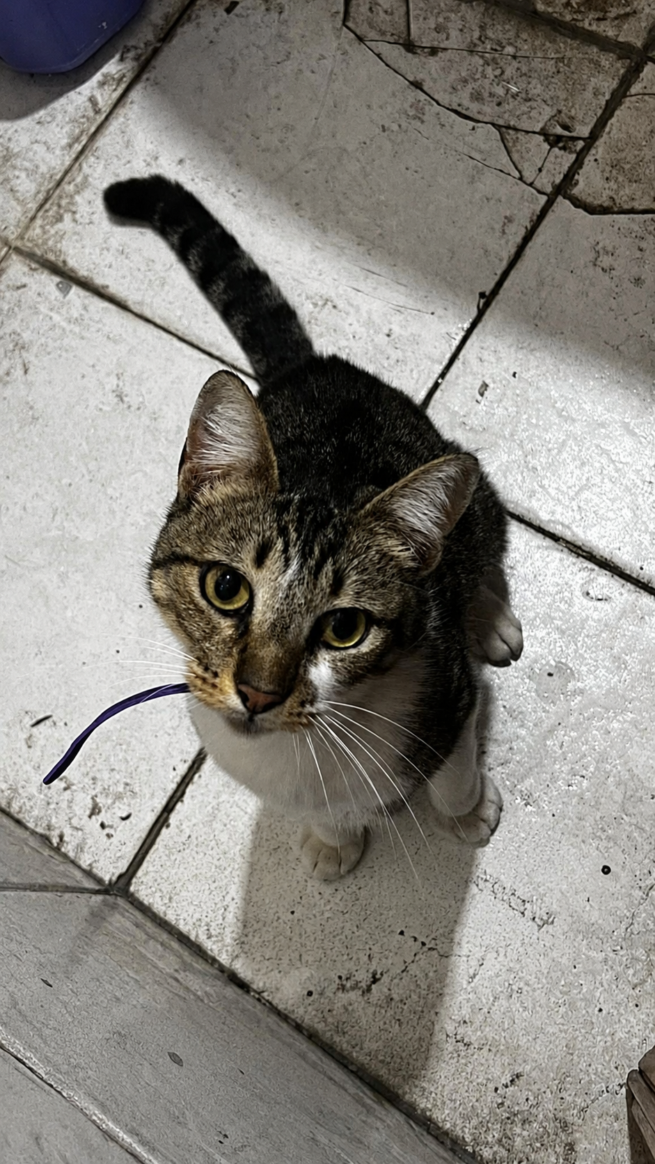 Gato,  Atigrado