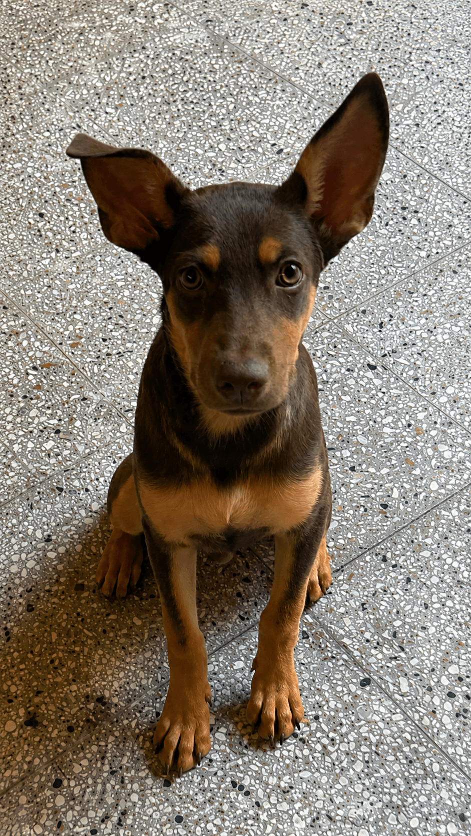 Oliver,  Marrón