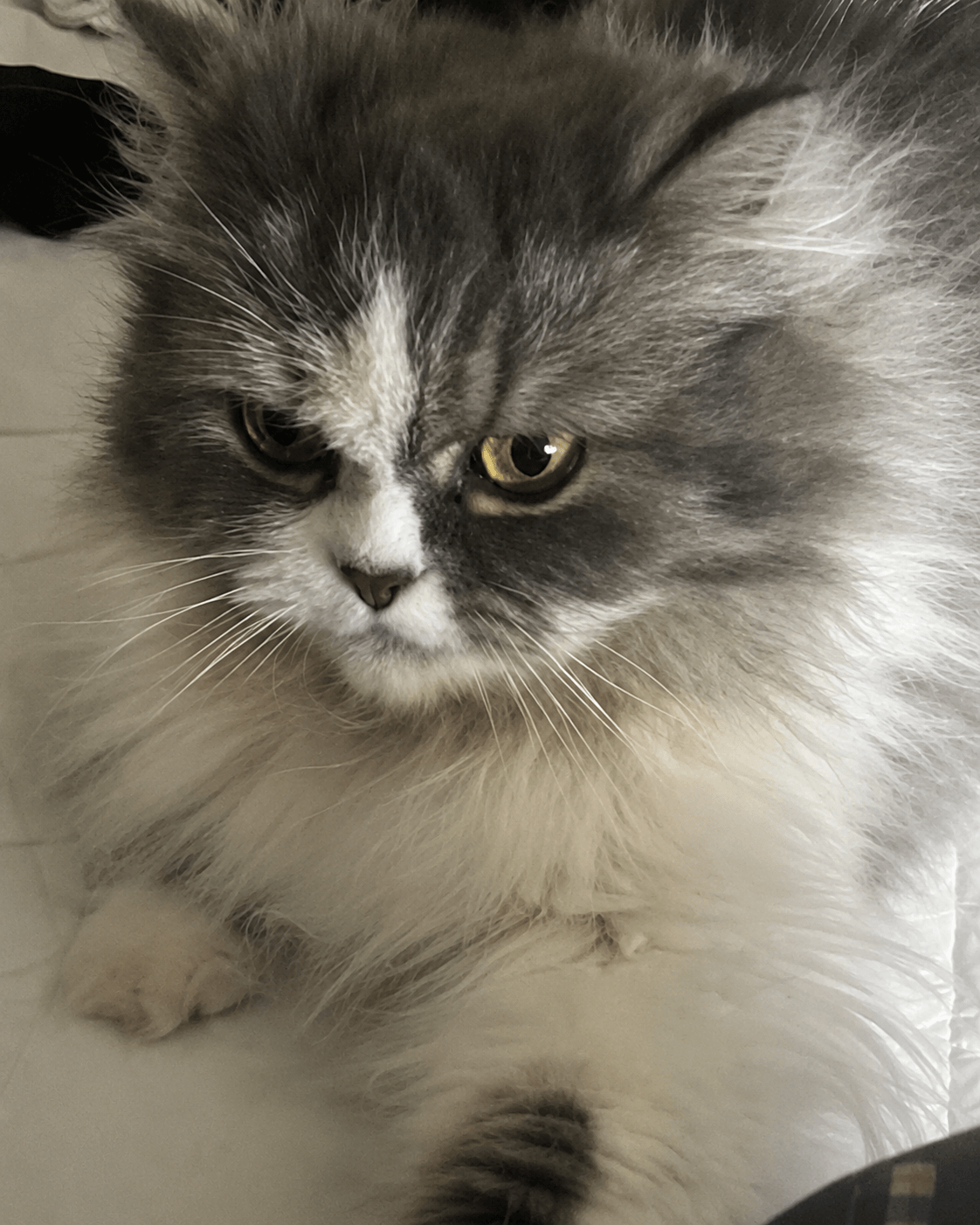 Gala,  Gris