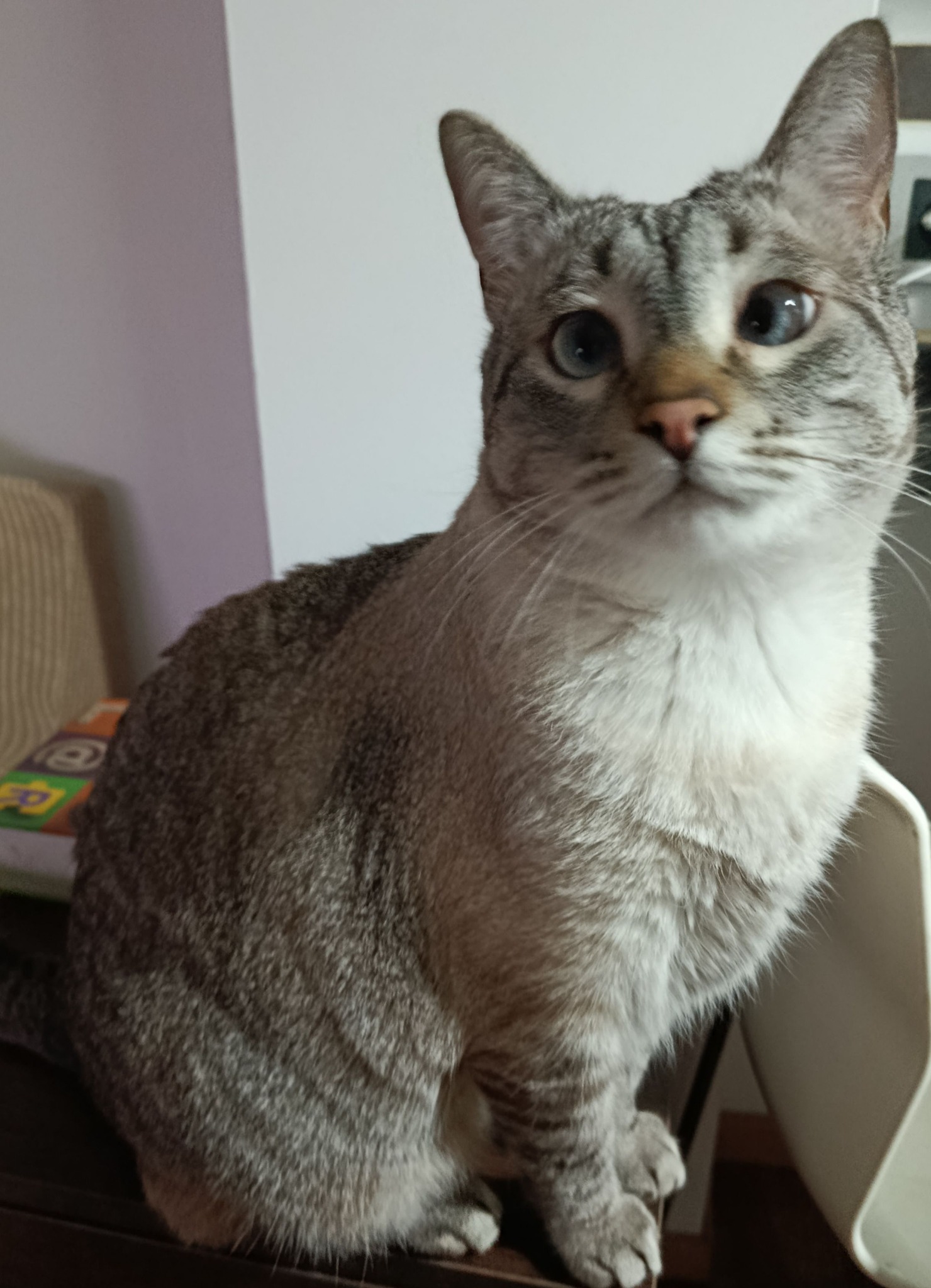 Gato,  Gris atigrado