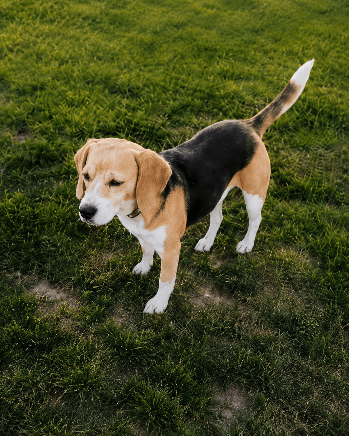 Lola,  Marrón