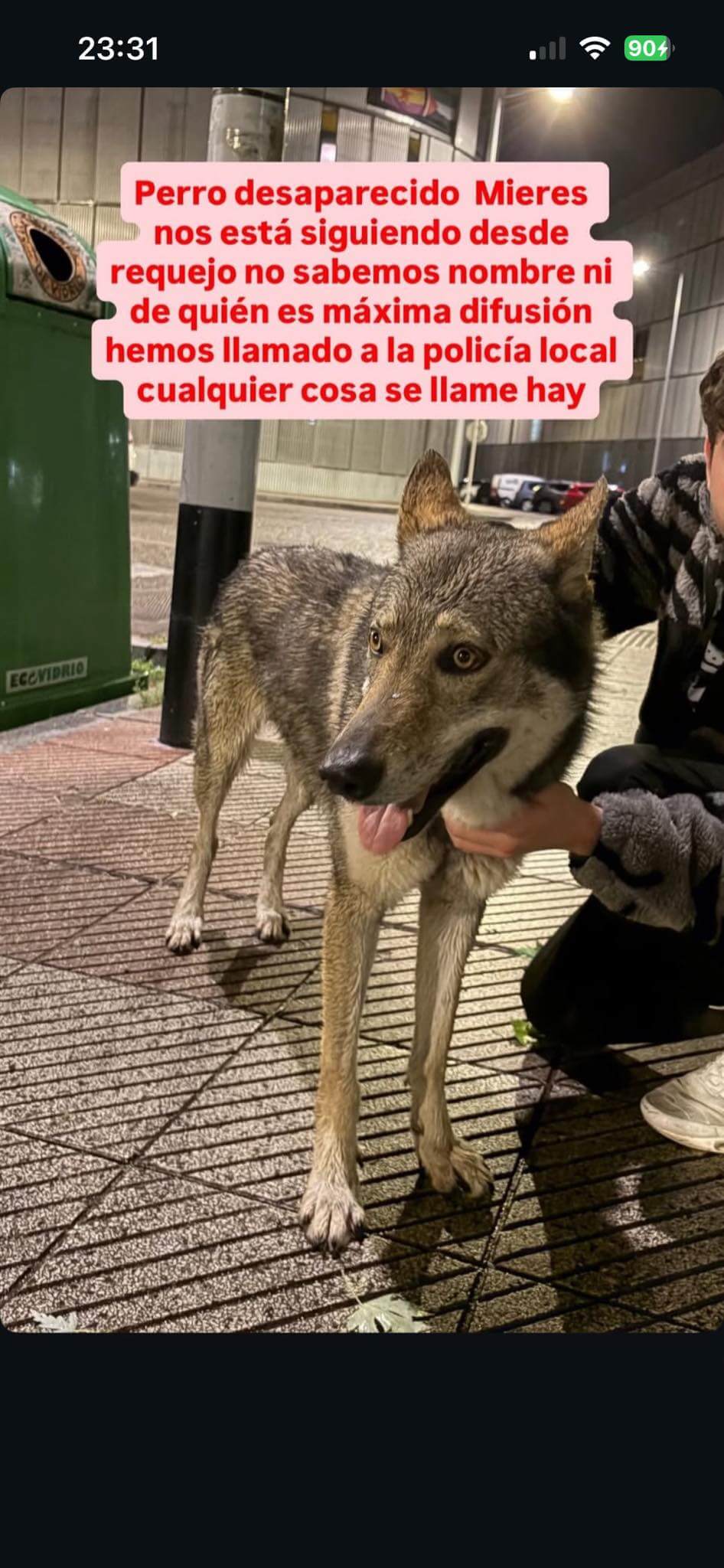Perro,  Marrón