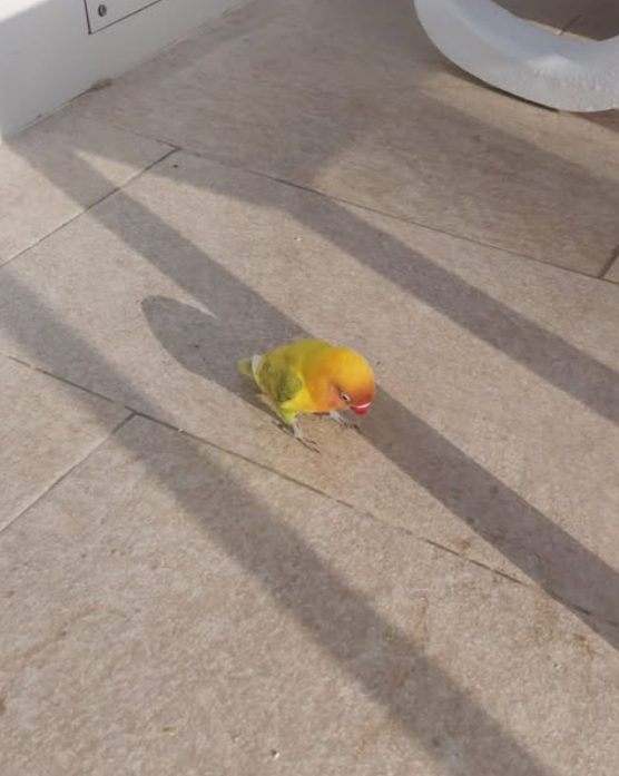 Ave,  Amarillo