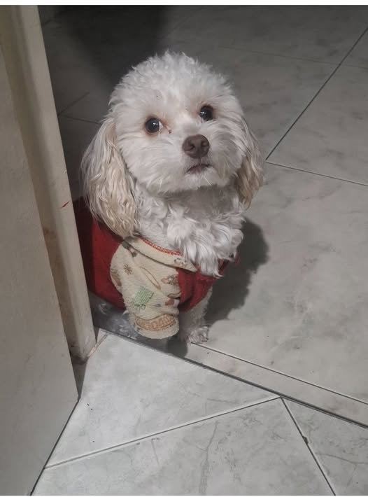 Chimuelo, Blanco