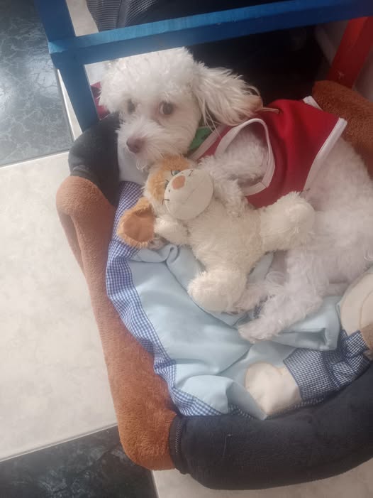 Chimuelo, Blanco