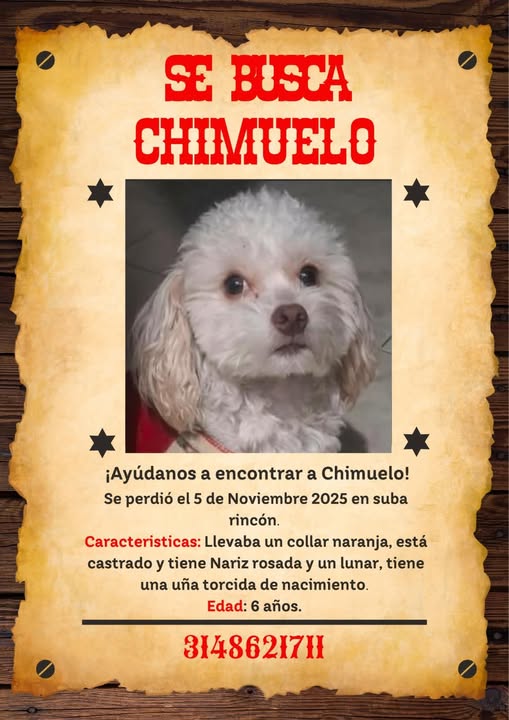 Chimuelo, Blanco
