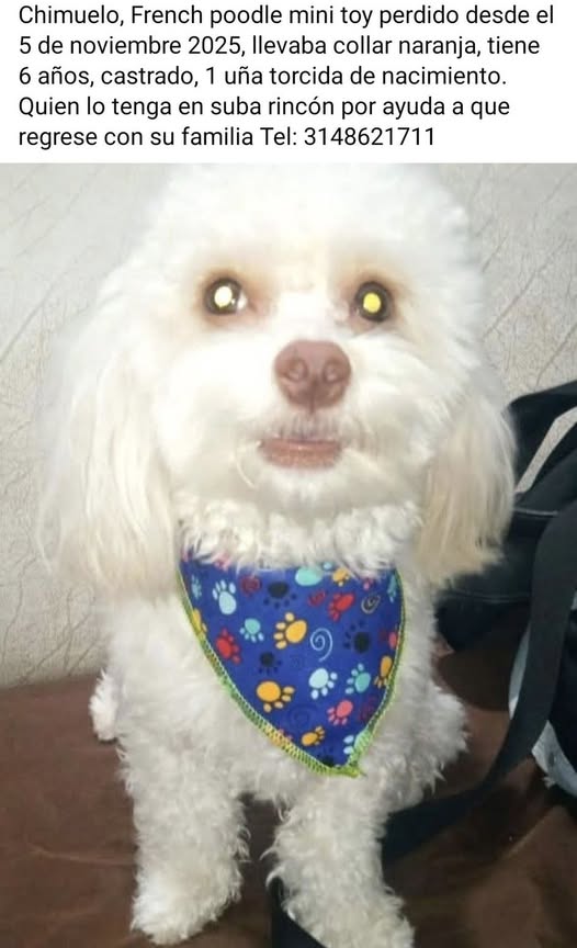 Chimuelo, Blanco